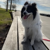 Pomeranyalı, Köpek  Puffy fotoğrafı