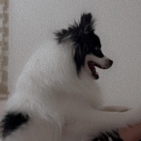Pomeranyalı, Köpek  Puffy fotoğrafı