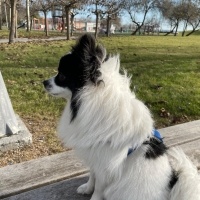Pomeranyalı, Köpek  Puffy fotoğrafı