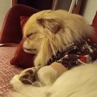 Pekingese, Köpek  Cipsy fotoğrafı