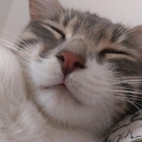 Tekir Kedi, Kedi  Gülistan fotoğrafı