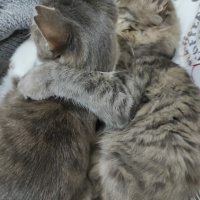 Tekir Kedi, Kedi  Gülistan fotoğrafı