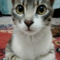 Tekir Kedi, Kedi  Gülistan fotoğrafı