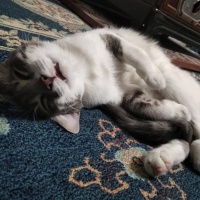 Tekir Kedi, Kedi  Gülistan fotoğrafı