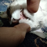 Tekir Kedi, Kedi  Gülistan fotoğrafı
