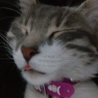 Tekir Kedi, Kedi  Gülistan fotoğrafı