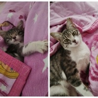 Tekir Kedi, Kedi  Gülistan fotoğrafı
