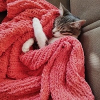 Tekir Kedi, Kedi  Gülistan fotoğrafı