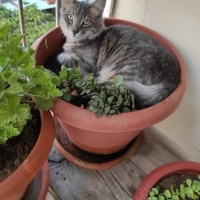 Tekir Kedi, Kedi  Zeytin fotoğrafı