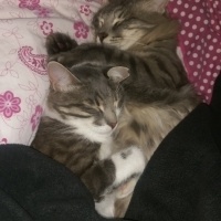 Tekir Kedi, Kedi  Zeytin fotoğrafı