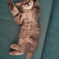 Tekir Kedi, Kedi  Zeytin fotoğrafı