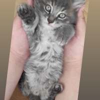 Tekir Kedi, Kedi  Zeytin fotoğrafı