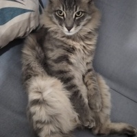 Tekir Kedi, Kedi  Zeytin fotoğrafı
