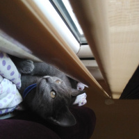 British Shorthair, Kedi  Gümüş fotoğrafı