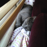 British Shorthair, Kedi  Gümüş fotoğrafı