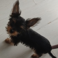 Yorkshire Terrier, Köpek  Herkül fotoğrafı