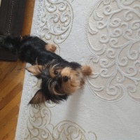 Yorkshire Terrier, Köpek  Herkül fotoğrafı