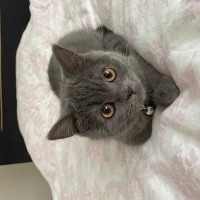 British Shorthair, Kedi  Toffie fotoğrafı