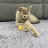 British Shorthair, Kedi  Toffie fotoğrafı