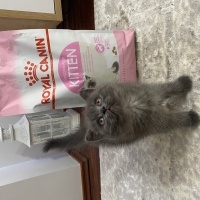 British Shorthair, Kedi  Toffie fotoğrafı