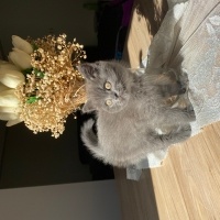 British Shorthair, Kedi  Toffie fotoğrafı