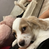 Amerikan Cocker Spaniel, Köpek  Fındık fotoğrafı