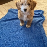 Maltese, Köpek  Latte fotoğrafı