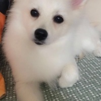 Pomeranyalı, Köpek  Lola fotoğrafı
