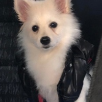 Pomeranyalı, Köpek  Lola fotoğrafı