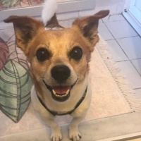 Jack Russell Terrier, Köpek  Cinga fotoğrafı
