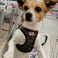 Jack Russell Terrier, Köpek  Cinga fotoğrafı