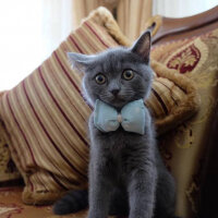 British Shorthair, Kedi  Miço fotoğrafı