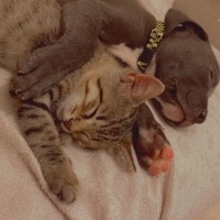 Tekir Kedi, Kedi  Nemesis fotoğrafı