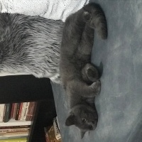 British Shorthair, Kedi  gÖLGE fotoğrafı