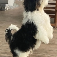 Shih Tzu, Köpek  Roby fotoğrafı