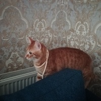 Tekir Kedi, Kedi  Prens fotoğrafı