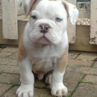Amerikan Bulldog, Köpek  Oscar fotoğrafı