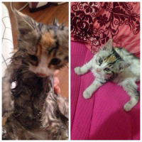 Tekir Kedi, Kedi  Komili fotoğrafı