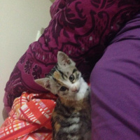 Tekir Kedi, Kedi  Komili fotoğrafı