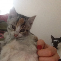 Tekir Kedi, Kedi  Komili fotoğrafı