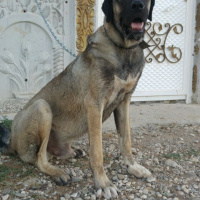 Kangal, Köpek  Duman fotoğrafı