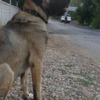 Kangal, Köpek  Duman fotoğrafı