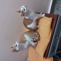 Bombay, Kedi  Minnoş  mia ve şımarık fotoğrafı