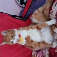 Bombay, Kedi  Minnoş  mia ve şımarık fotoğrafı