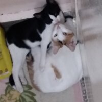 Bombay, Kedi  Minnoş  mia ve şımarık fotoğrafı