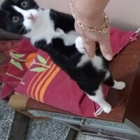 Bombay, Kedi  Minnoş  mia ve şımarık fotoğrafı