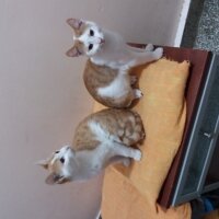 Bombay, Kedi  Minnoş  mia ve şımarık fotoğrafı