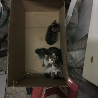 Tekir Kedi, Kedi  CİCİLER fotoğrafı