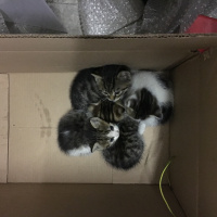 Tekir Kedi, Kedi  CİCİLER fotoğrafı