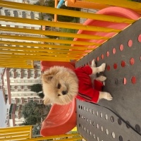 Pomeranyalı, Köpek  Sindy fotoğrafı